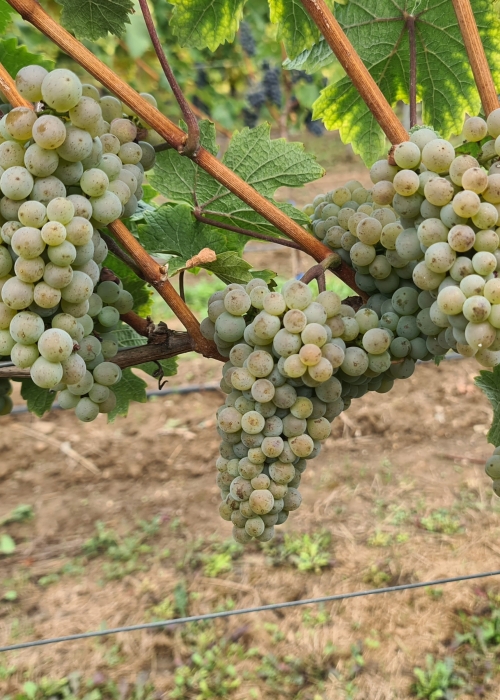 Pinot Iskra 20260901 113057